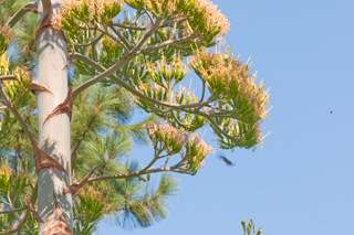 Century
                        Plant In Bloom with hummingbird