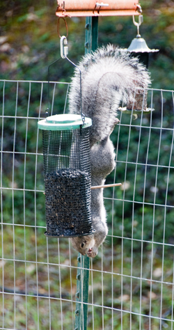 30 Mar
                          2015 Squirrel eating from sunflower seed bird
                          feeder