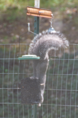 30 Mar
                          2015 Squirrel eating from sunflower seed bird
                          feeder