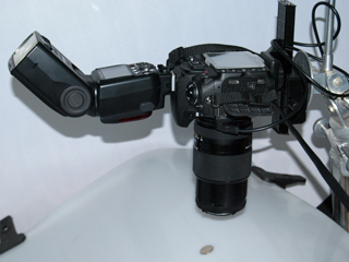 Close Up
                    Setup: Nikon D300s, Lens Reversing Adapter 62mm,
                    35-70mm Lens, Focus Rack, Tiltal Tripod, SB-900
                    flash