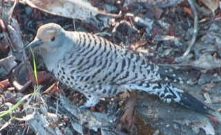 Northern Flicker