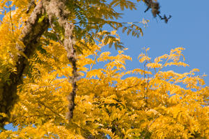 Locust Tree
                        in Ukiah, CA May 2012