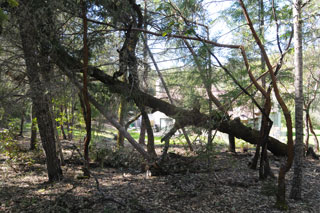 March 2011 dead
                  Oak fell over