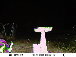 Game Camera Deer at 1 am