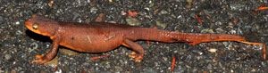 Salamander on
                  driveway after rain