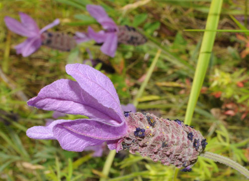 Violet Wild
                Flower