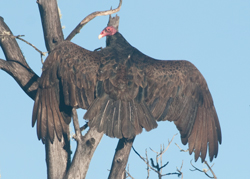 Turkey Vulture in front yard 25 Mar 2015