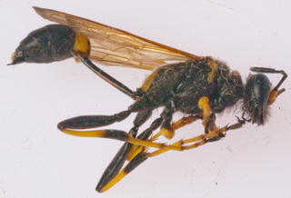 Wasp Mud daubber?