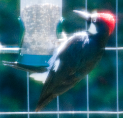 Woodpecker eating seeds?
