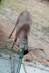 14 Oct 2017 - old 6
                  point buck in back yard