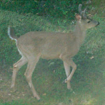 Young Buck (less
                than 1 year old)