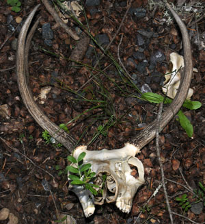 Deer Bones