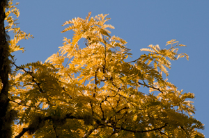 Locust Tree in Ukiah, CA May 2012