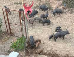 Wild Pigs 2026 Oct 9 about 7:30 am