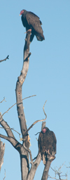 2 Turkey Vultures in front yard 25 Mar
                          2015