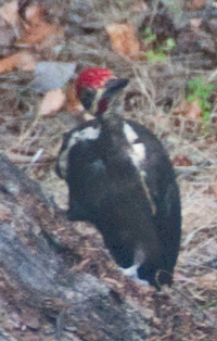 Large Woodpecker 11 Jun 2014